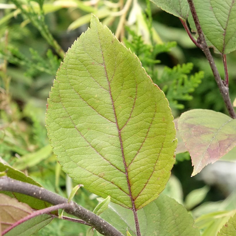 Pommier d'ornement - Malus Eleyi (Feuillage)