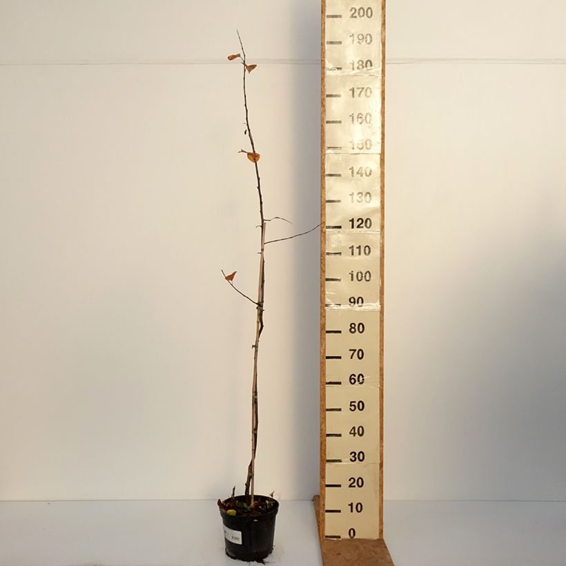 Spécimen de Pommier d'ornement - Malus Eleyi Pot de 4L/5L tel que livré en automne