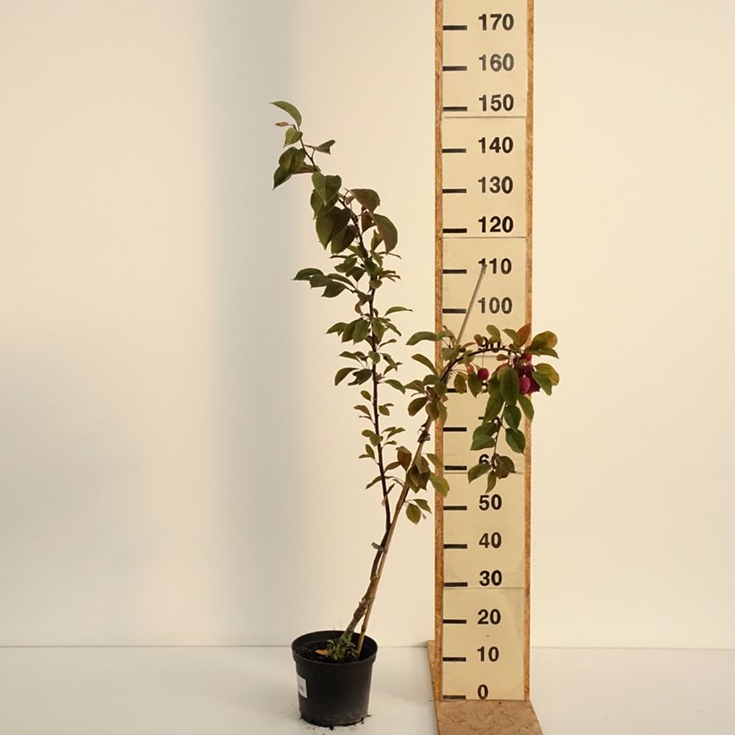 Spécimen de Pommier d'ornement - Malus Eleyi Pot de 4L/5L tel que livré en été