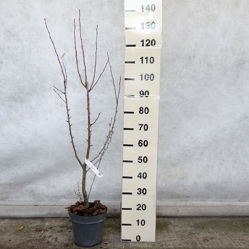 Spécimen de Pommier d'ornement - Malus Golden Hornet Pot de 4L/5L tel que livré en automne