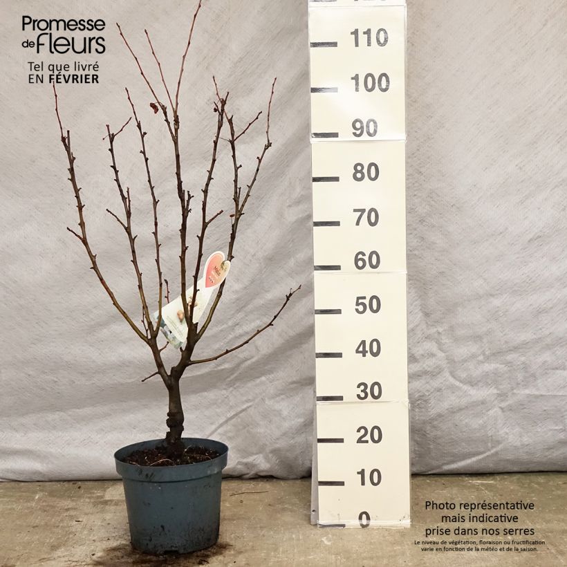 Spécimen de Pommier d'ornement - Malus Golden Hornet Pot de 6L/7L tel que livré en hiver