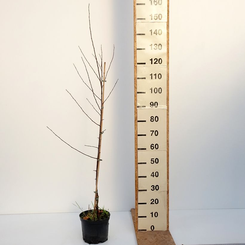 Spécimen de Pommier d'ornement - Malus Hopa Pot de 4L/5L tel que livré en automne