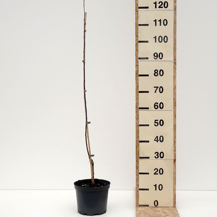 Spécimen de Pommier d'ornement - Malus Hopa Pot de 4L/5L tel que livré en hiver