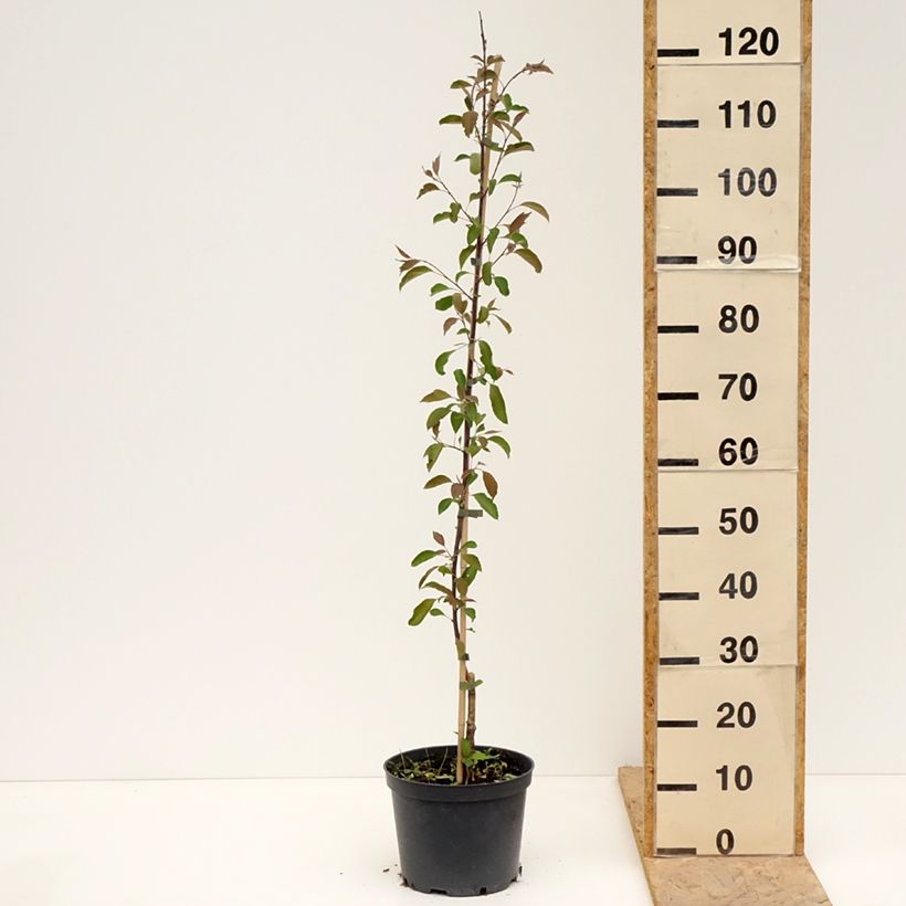 Spécimen de Pommier d'ornement - Malus Hopa Pot de 4L/5L tel que livré au printemps