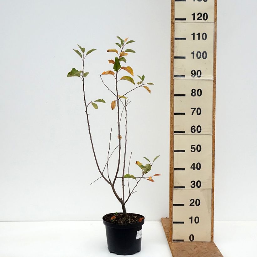 Spécimen de Pommier d'ornement - Malus John Downie Pot de 4L/5L tel que livré en automne