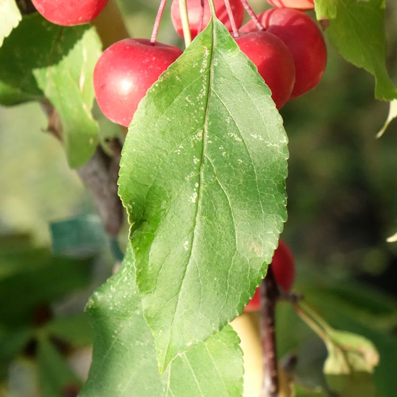 Pommier d'ornement - Malus Ola (Feuillage)