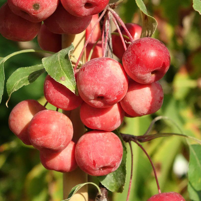 Pommier d'ornement - Malus Ola (Récolte)