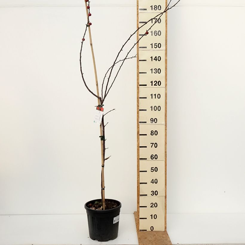 Spécimen de Pommier d'ornement - Malus Ola Pot de 7,5L/10L tel que livré en automne