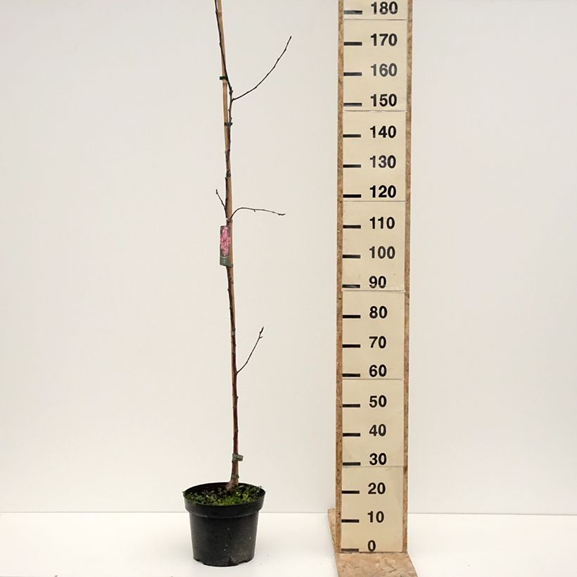 Spécimen de Pommier d'ornement - Malus Ola Pot de 7,5L/10L tel que livré en hiver