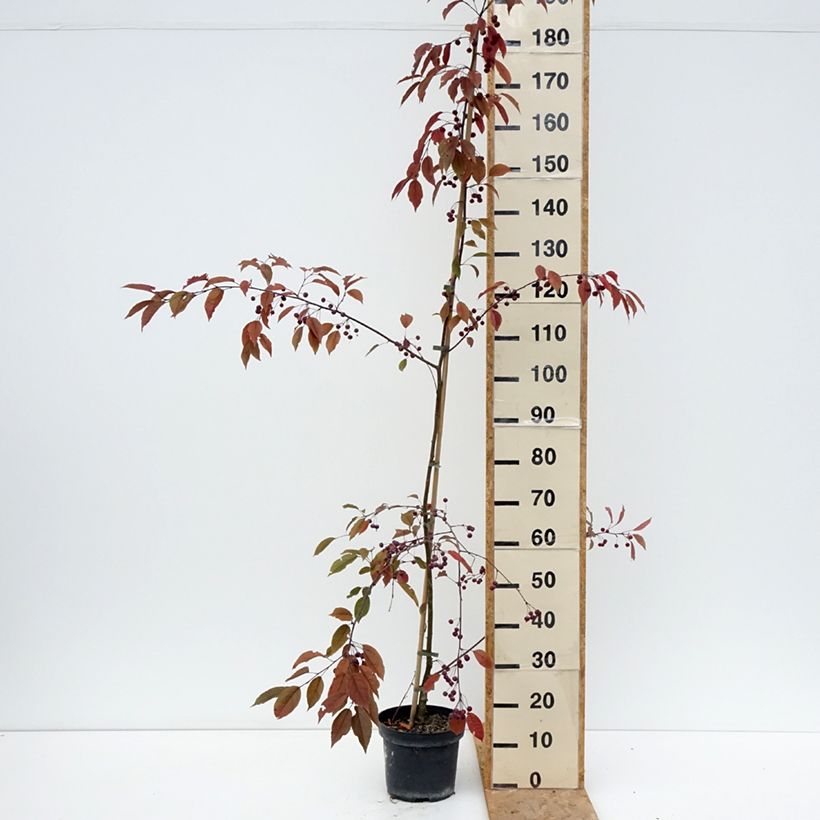 Spécimen de Pommier d'ornement - Malus Paul Hauber Pot de 4L/5L tel que livré en été