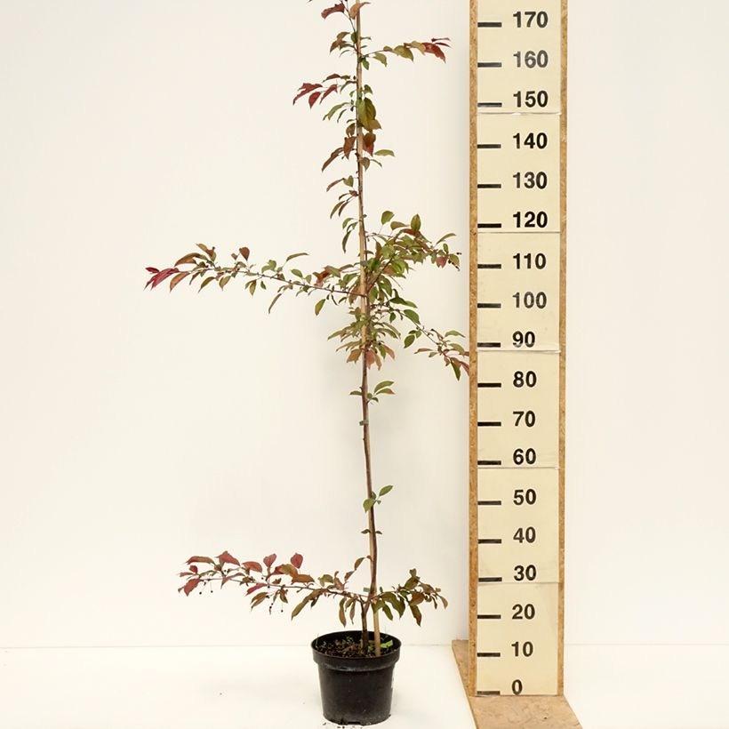 Spécimen de Pommier d'ornement - Malus Paul Hauber Pot de 4L/5L tel que livré au printemps