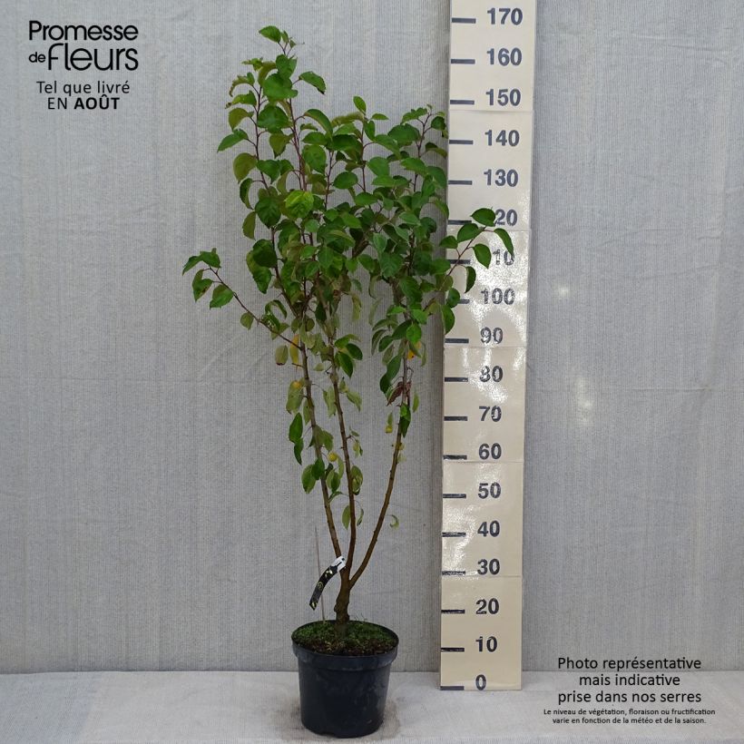 Spécimen de Pommier d'ornement - Malus Perpetu Evereste Pot de 7,5L/10L, Tigette de 15/20 cm tel que livré en été