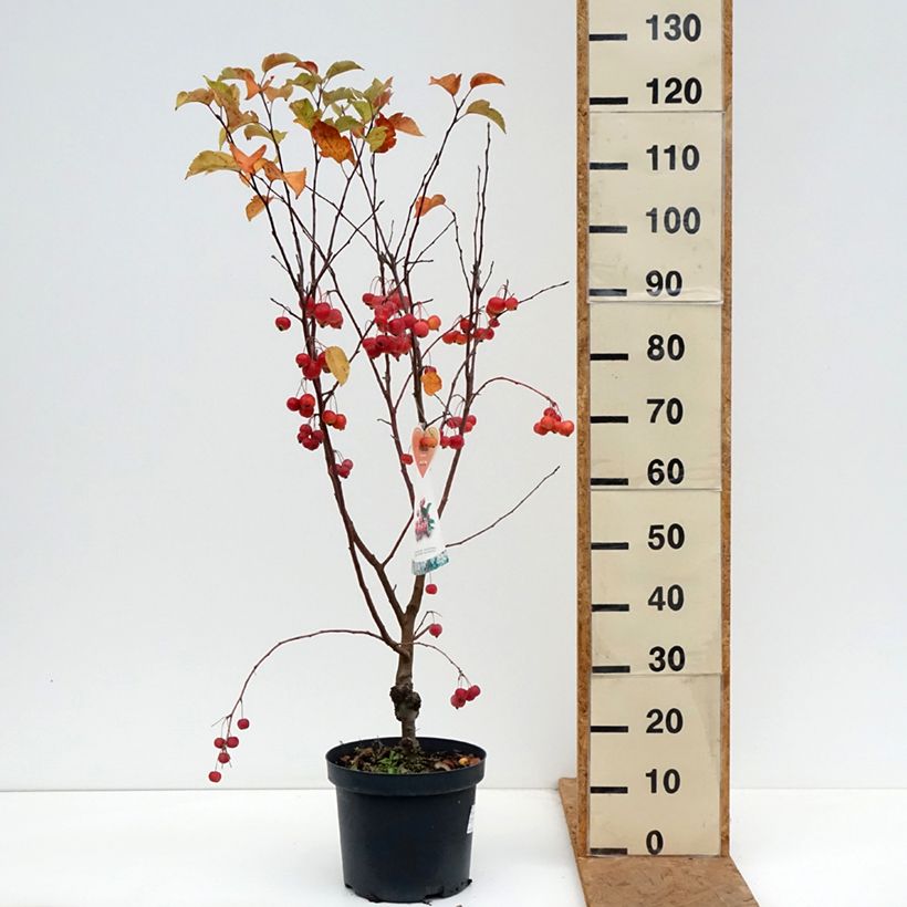 Spécimen de Pommier d'ornement - Malus Perpetu Evereste Pot de 7,5L/10L, Tigette de 15/20 cm tel que livré en automne