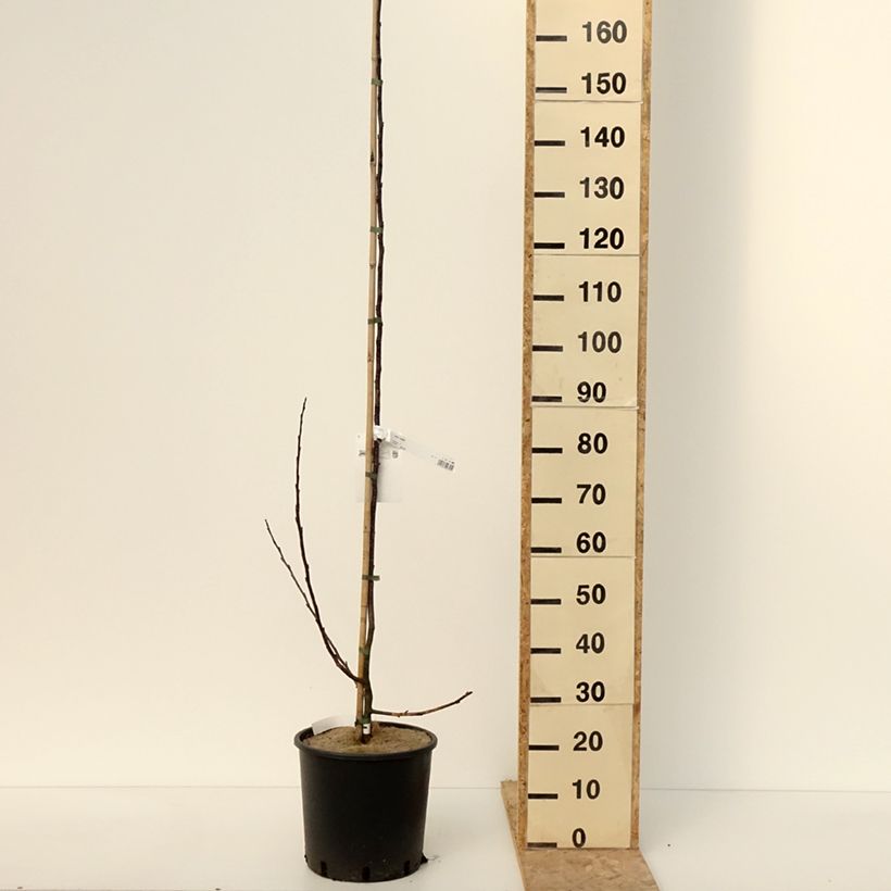 Spécimen de Pommier d'ornement - Malus Prairiefire Pot de 12L/15L, Baliveau tel que livré en hiver