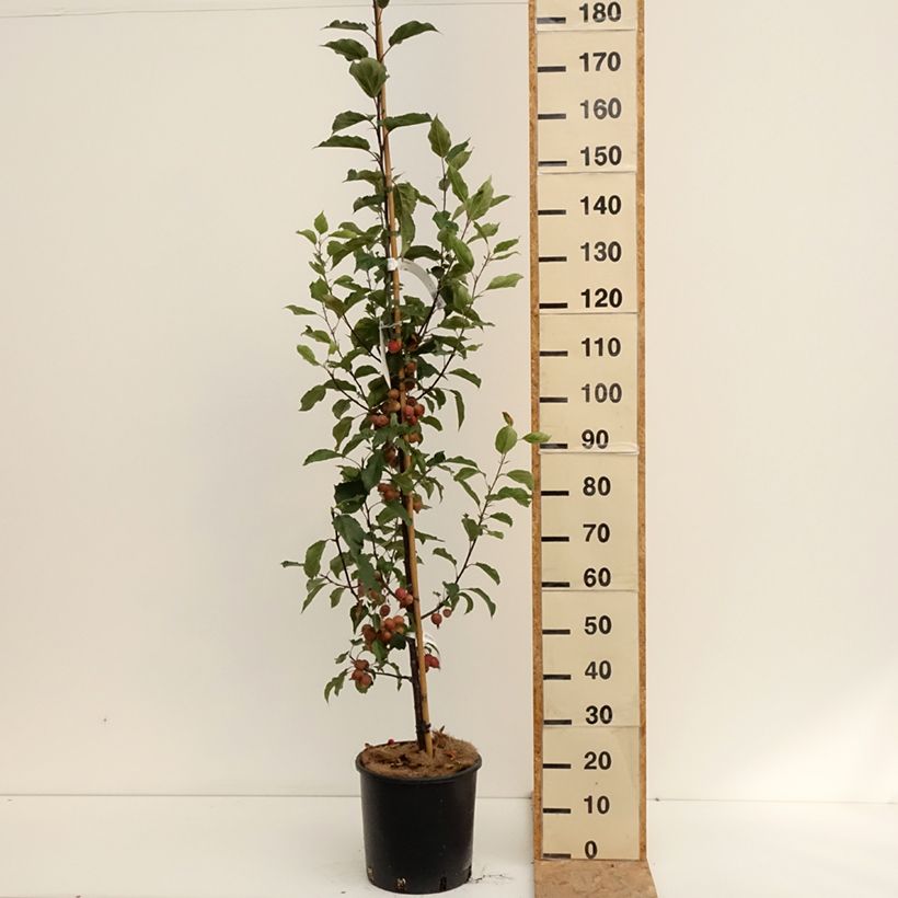Spécimen de Pommier d'ornement - Malus Red Obelisk Pot de 12L/15L tel que livré en été