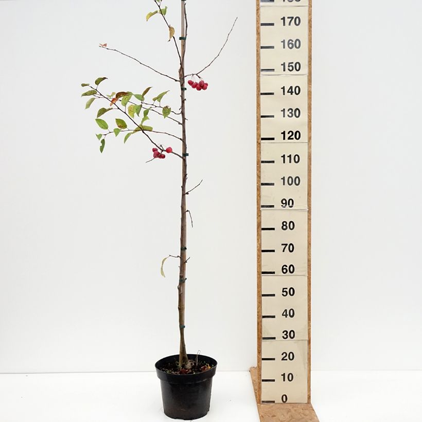 Spécimen de Pommier d'ornement - Malus Red Sentinel  Pot de 6L/7L tel que livré en automne