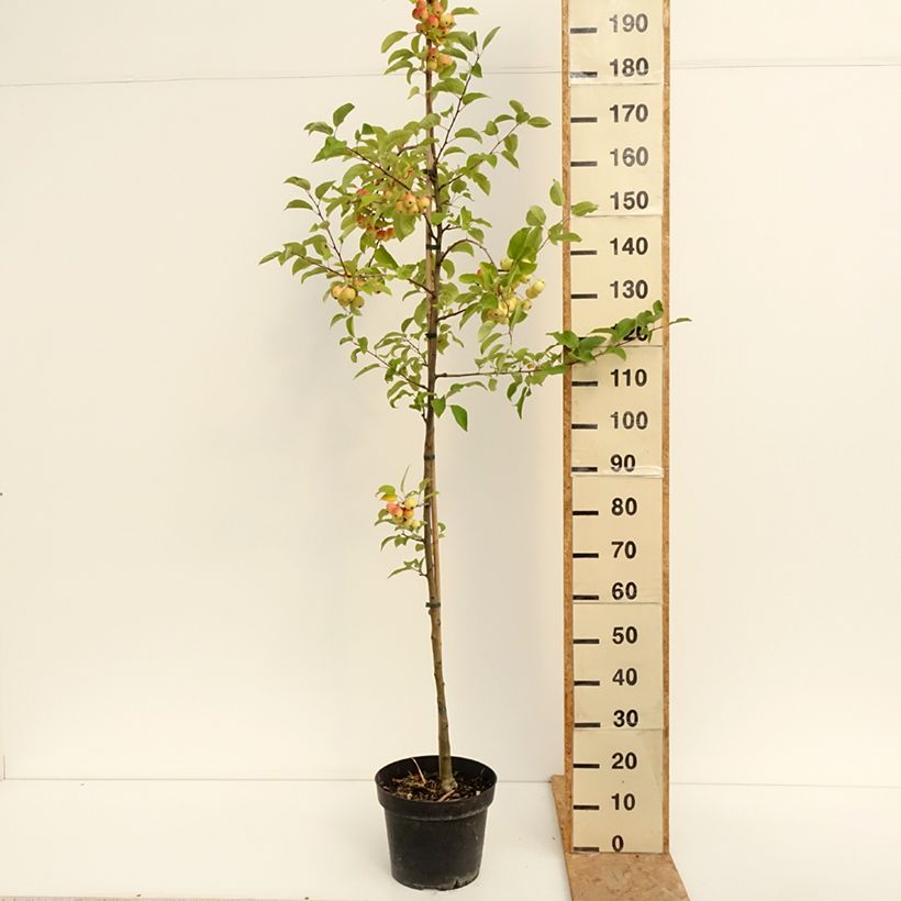 Spécimen de Pommier d'ornement - Malus Red Sentinel  Pot de 6L/7L tel que livré en été