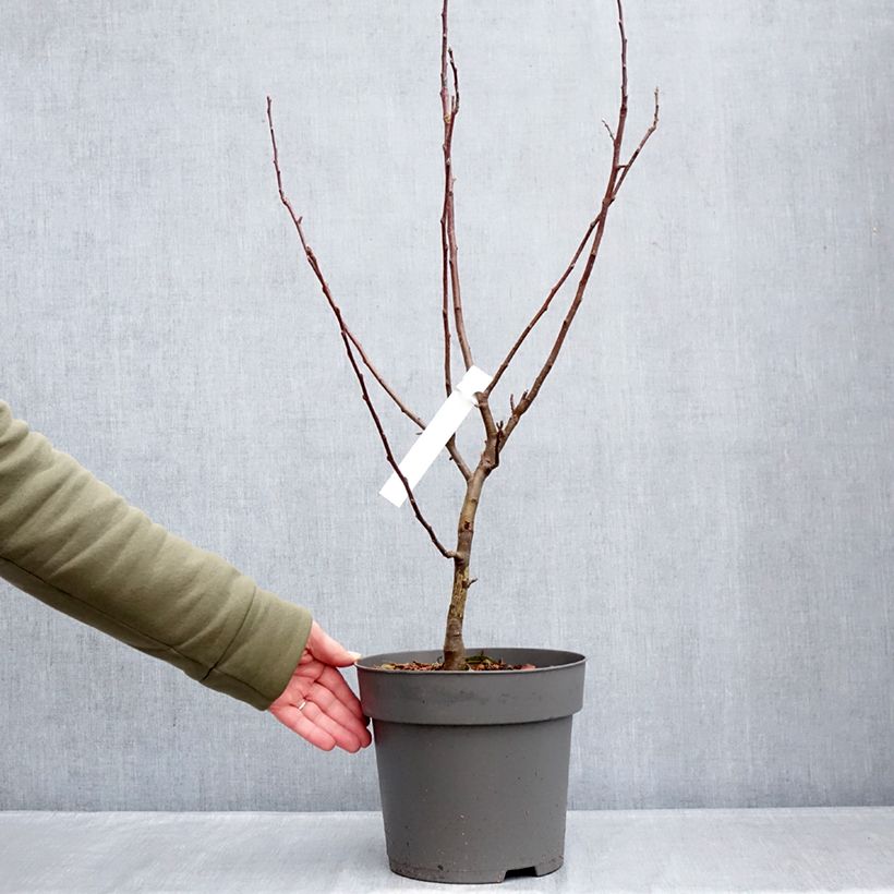 Spécimen de Pommier d'ornement - Malus Red Sentinel  Pot de 6L/7L tel que livré en hiver