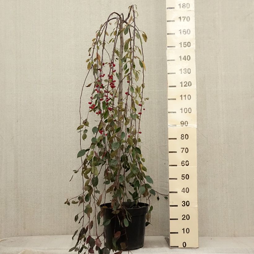 Spécimen de Pommier d'ornement - Malus Royal Beauty Pot de 7,5L/10L, Tige  de 100 cm tel que livré en automne