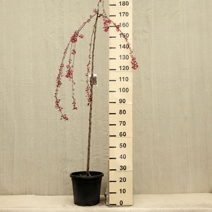 Malus Royal Beauty - Melo da fiore Vaso da 7,5L/10L, Vaso impalcato esemplare consegnato in primavera