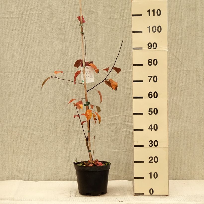 Spécimen de Pommier d'ornement - Malus Royalty Pot de 4L/5L tel que livré en automne