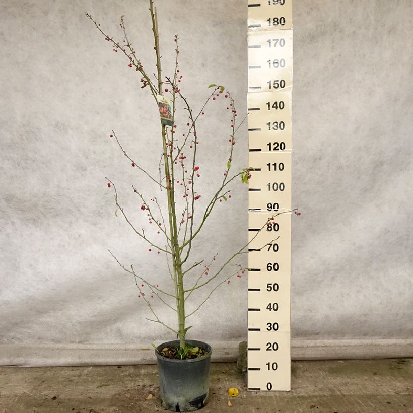 Spécimen de Pommier d'ornement - Malus Sugar Tyme Pot de 12L/15L, Tige tel que livré en automne