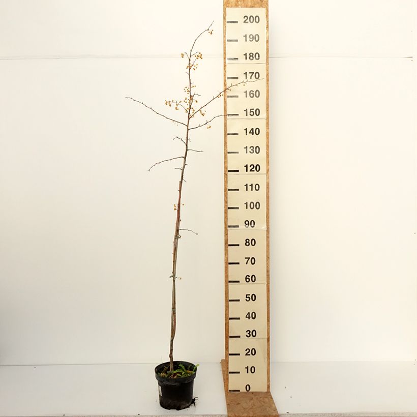 Spécimen de Pommier d'ornement - Malus toringo Brouwers Beauty  Pot de 4L/5L tel que livré en automne