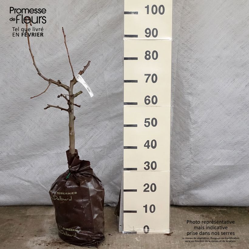 Spécimen de Pommier Delbard Jubilé - Georges Delbard Motte "Prêt-à-planter", Gobelet tel que livré en hiver