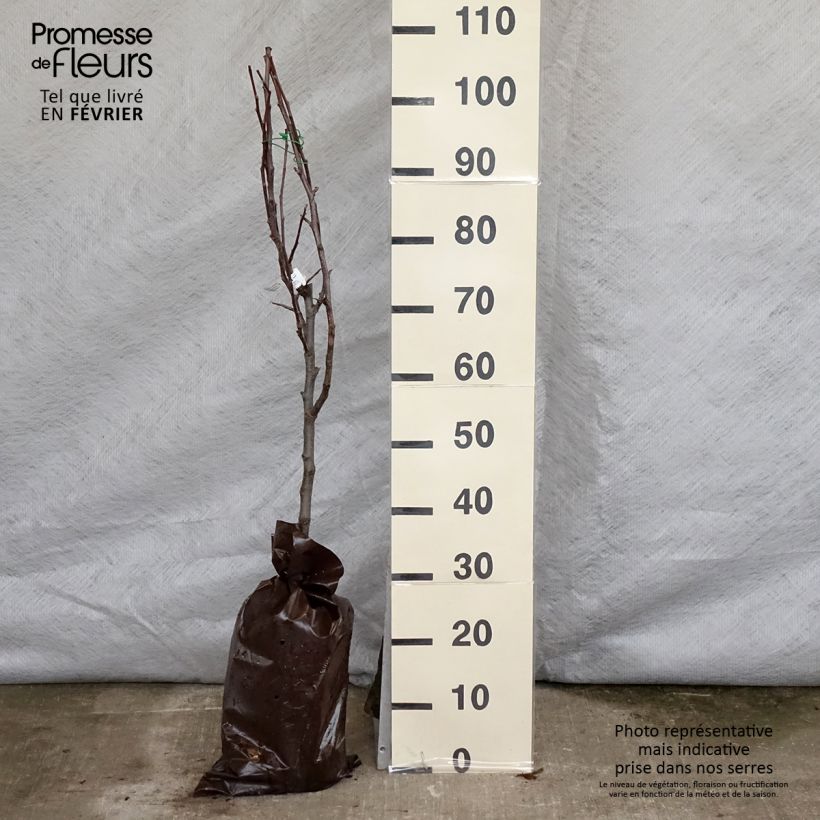 Spécimen de Pommier Delbarestivale - Georges Delbard Motte "Prêt-à-planter", Gobelet tel que livré en hiver