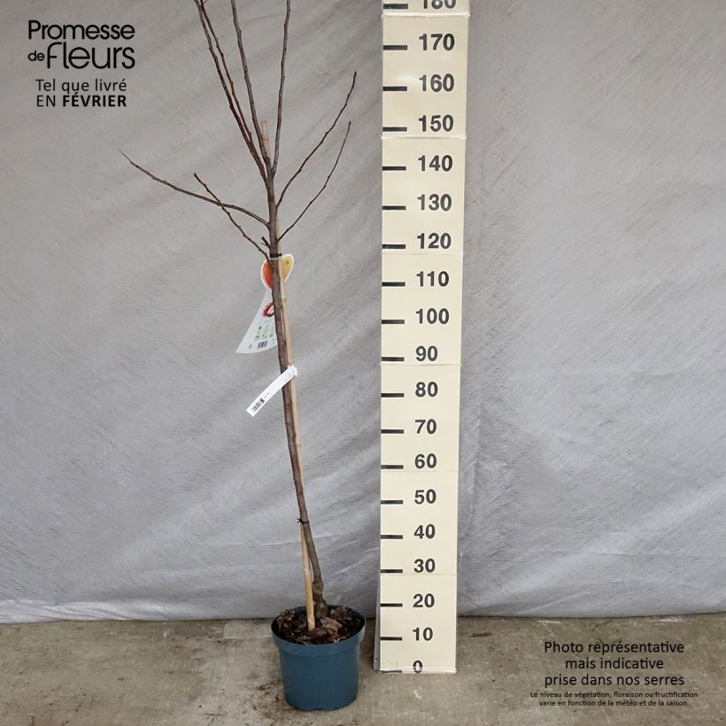 Spécimen de Pommier Gala Pot de 7,5L/10L, Demi-Tige tel que livré en hiver