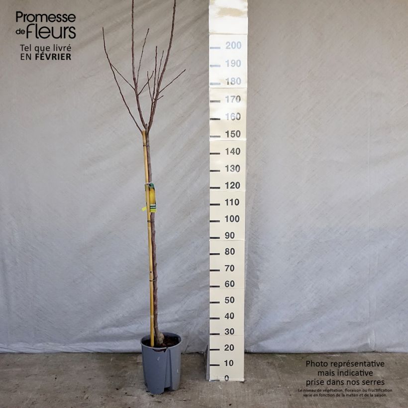 Spécimen de Pommier Golden Delicious Pot de 7,5L/10L, Demi-Tige tel que livré en hiver
