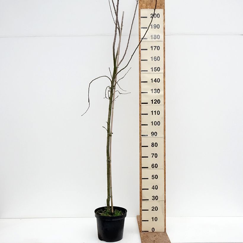 Melo Golden Noble Vaso da 7,5L/10L, Vasetto esemplare consegnato in inverno