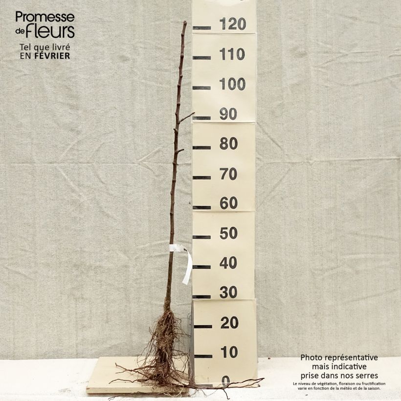 Exemplar von Apfelbaum Grand Alexandre - Malus domestica Wurzelnackt, Heister wie im Winter geliefert