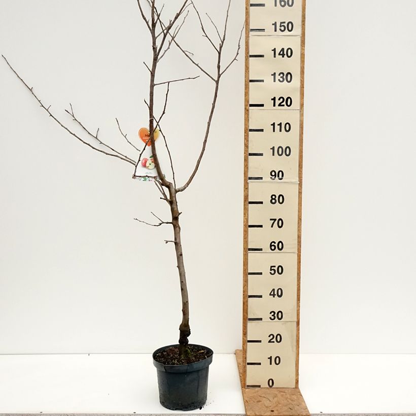 Spécimen de Pommier Gravenstein Pot de 7,5L/10L, Gobelet tel que livré en automne