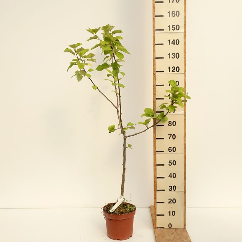 Spécimen de Pommier Jacques Lebel Pot de 7,5L/10L, Gobelet tel que livré en été
