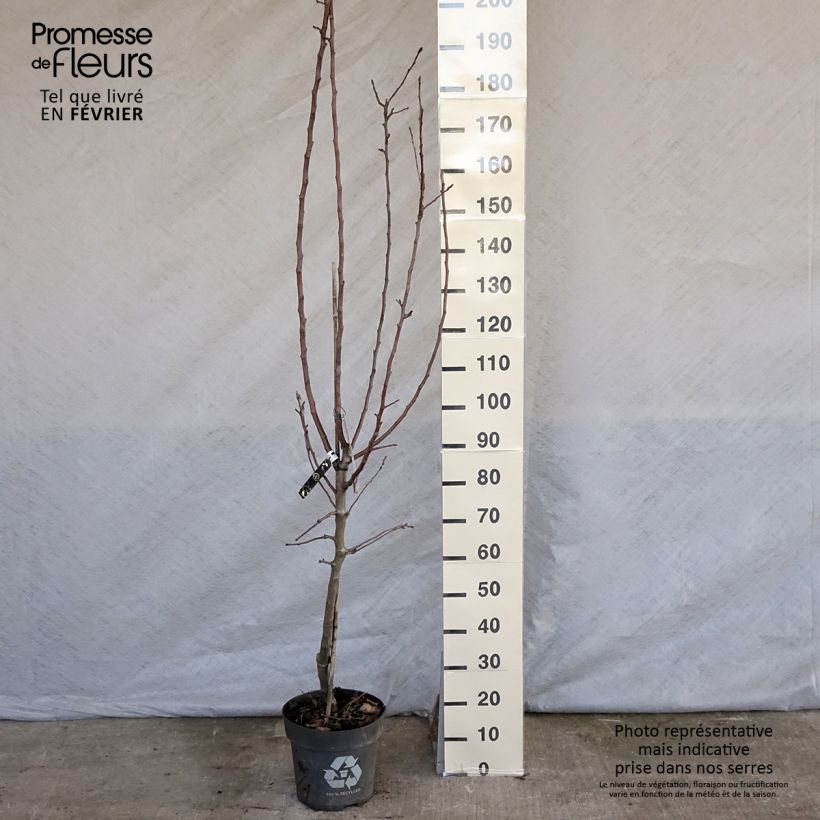 Spécimen de Pommier James Grieve Pot de 7,5L/10L, Gobelet tel que livré en hiver