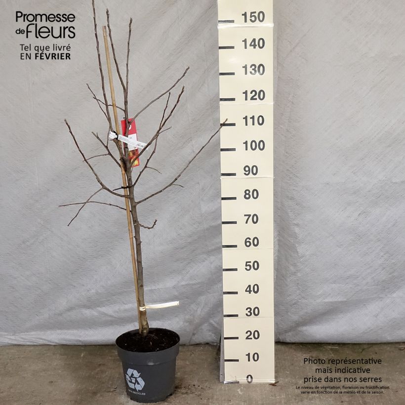 Spécimen de Pommier Jonagold Pot de 7,5L/10L, Gobelet tel que livré en hiver