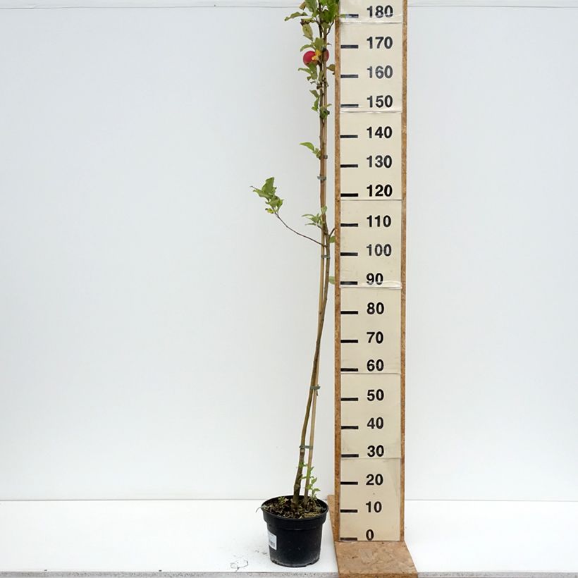 Spécimen de Pommier Kantówka Gdańska Pot de 4L/5L, Gobelet tel que livré en été