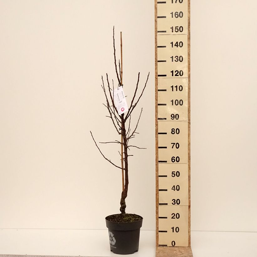 Spécimen de Pommier Karneval Pot de 7,5L/10L, Gobelet tel que livré en hiver