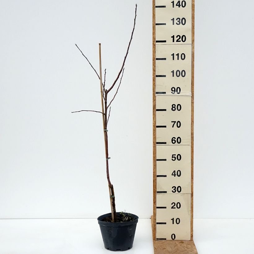 Spécimen de Pommier Kosztela Pot de 4L/5L, Scion tel que livré en automne