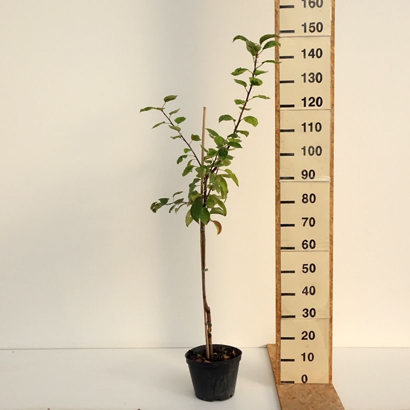 Spécimen de Pommier Kosztela Pot de 4L/5L, Gobelet tel que livré en été