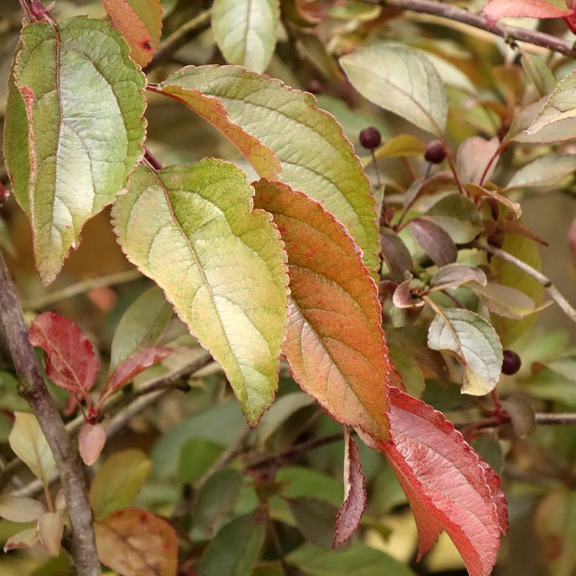 Pommier d'ornement - Malus Diable Rouge (Feuillage)