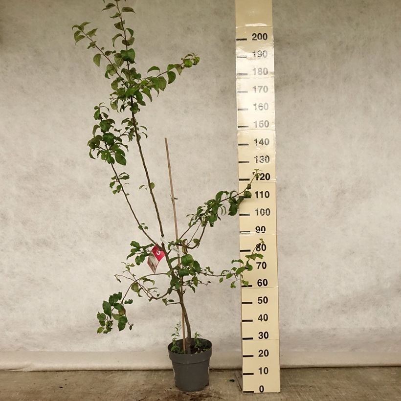 Spécimen de Pommier - Malus domestica Braeburn Pot de 7,5L/10L, Gobelet tel que livré en été