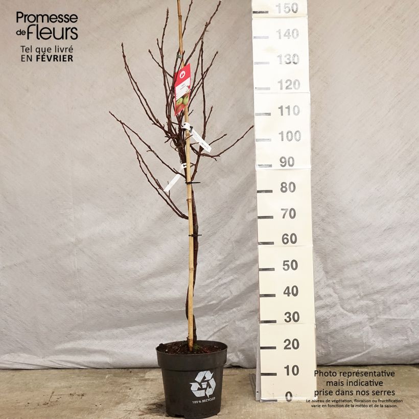 Spécimen de Pommier - Malus domestica Braeburn Pot de 7,5L/10L, Gobelet tel que livré en hiver