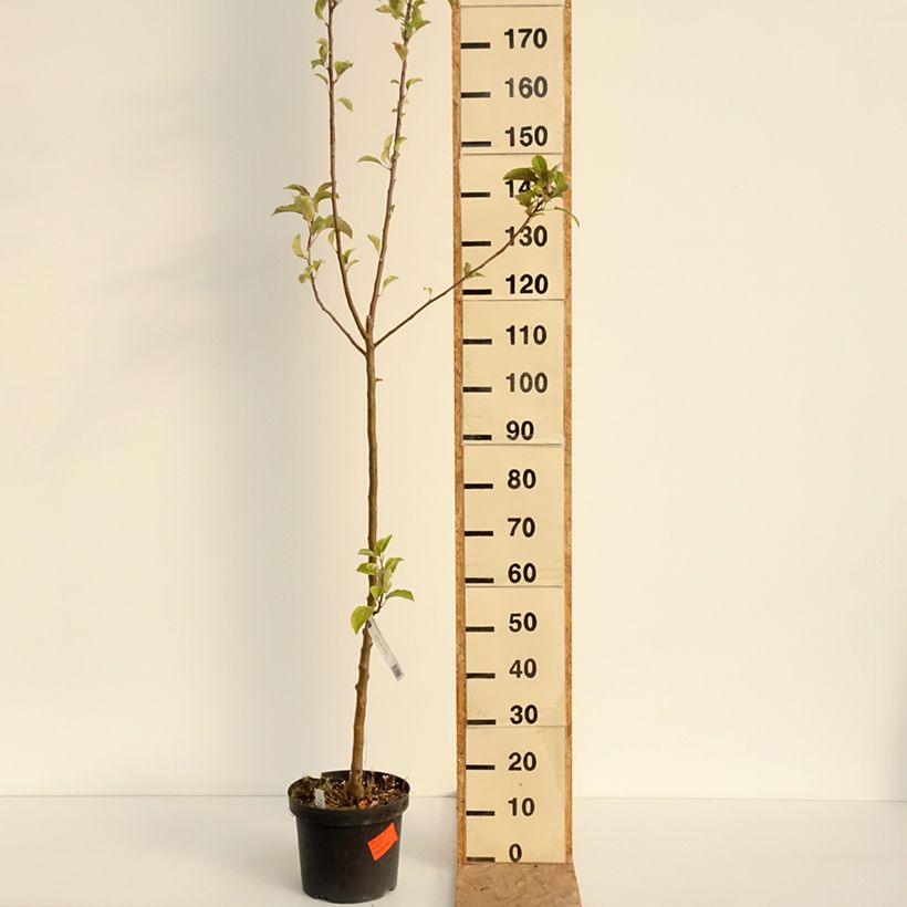 Spécimen de Pommier - Malus domestica Braeburn Pot de 7,5L/10L, Scion tel que livré en été
