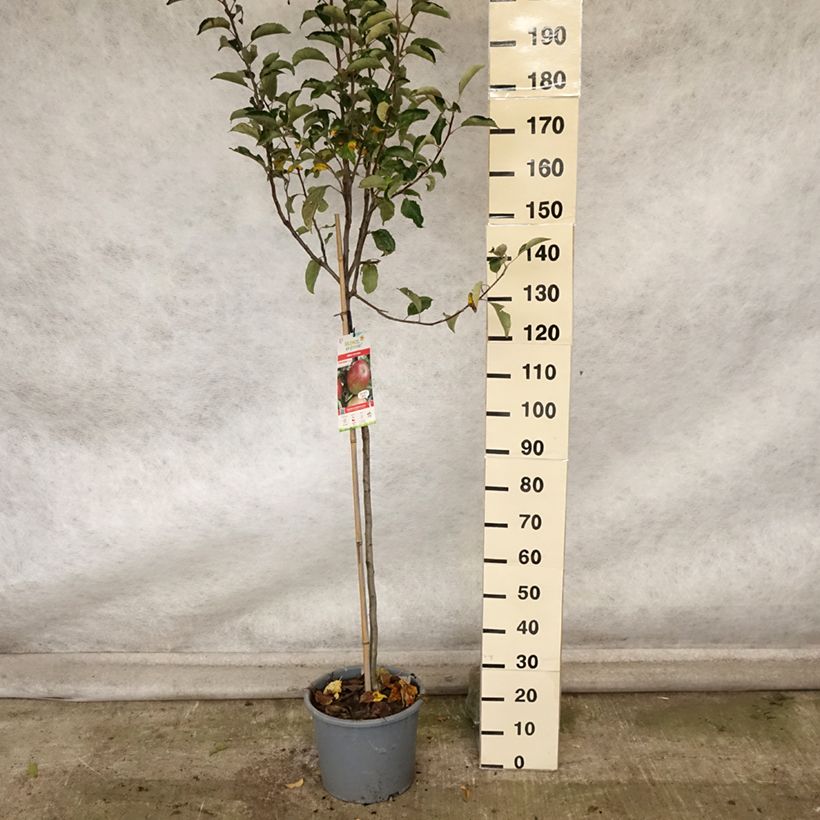 Spécimen de Pommier Idared - Malus domestica Pot de 12L/15L, Demi-Tige tel que livré en automne