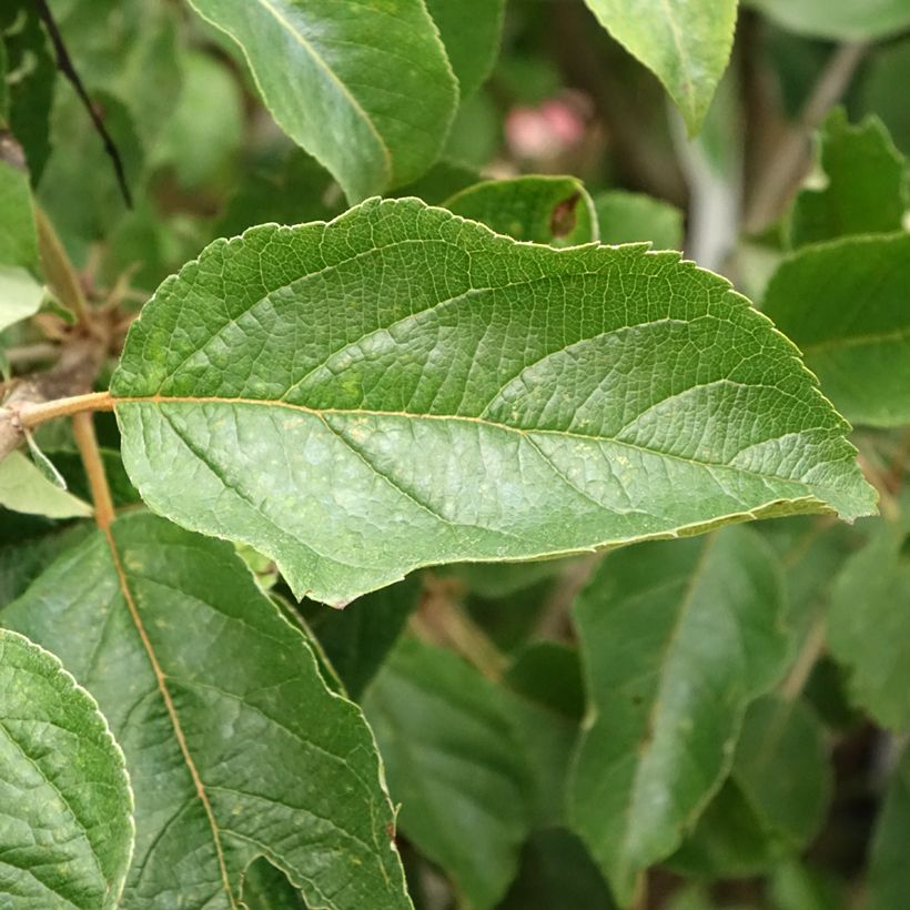 Pommier Idared - Malus domestica (Feuillage)