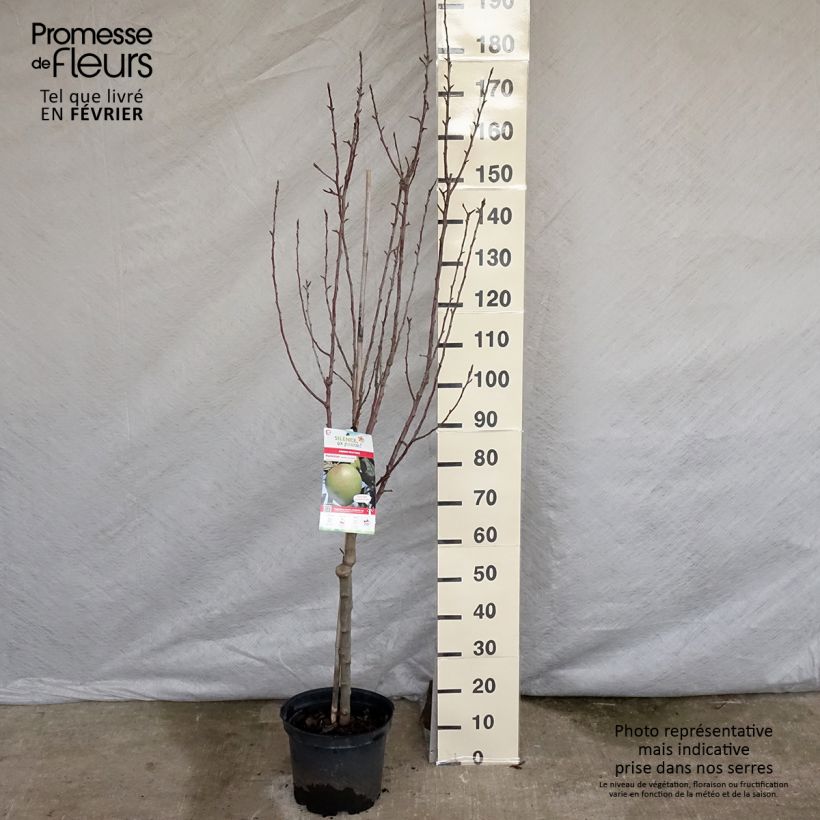 Spécimen de Pommier Museau de Lièvre Pot de 7,5L/10L, Gobelet tel que livré en hiver