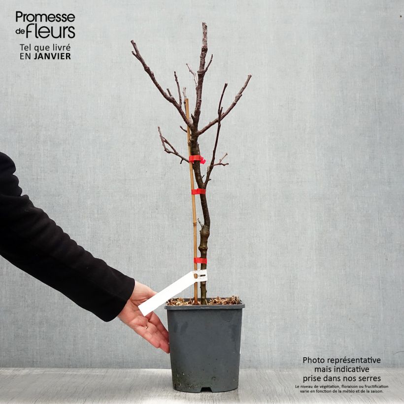 Spécimen de Pommier nain autofertile Fruit Me Apple Me Yellow Golden Pot de 4L/5L, Nain tel que livré en hiver