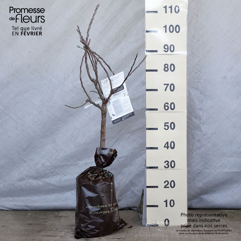 Spécimen de Pommier nain Croquella - Georges Delbard Motte "Prêt-à-planter", 1/4 de tige, Tronc de 30/40cm tel que livré en hiver